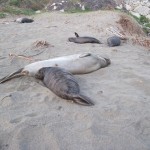 Elephant Seals at Piedras Blancas Beach, February 13, 2011