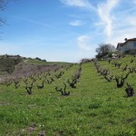 Dormant vineyard in Templeton after winter rains green up the ground