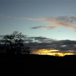 Sun sets over cottonwood tree at Lawrence Moore Park in Paso Robles