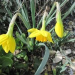 Spring Daffodils in Early March