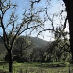 You Can See the Mountains behind These Trees Dressed in Moss