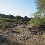 April 12, 2011 -- a Dryer Salinas River River Than on March 21