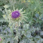 Milk Thistle Flower is about half open. Notice the "milky" leaves.