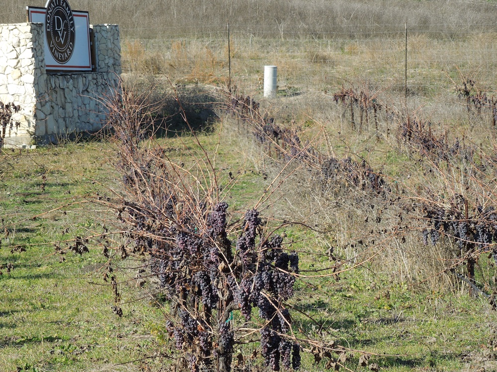 Some Unharvested Grapes after the First Frost at Donati Family Vineyard