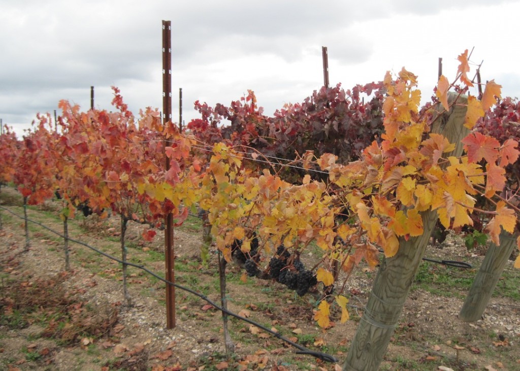 Vineyard at Harvest Time