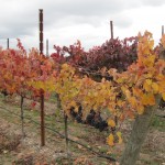 Vineyard at Harvest Time