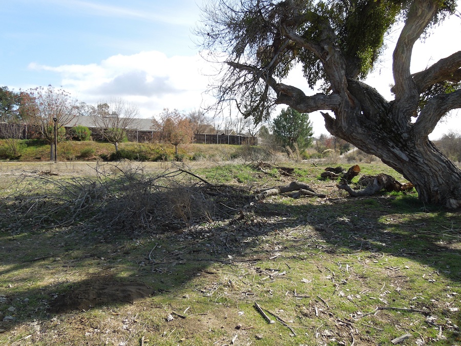 Larry Moore Park Needs Some Maintenance