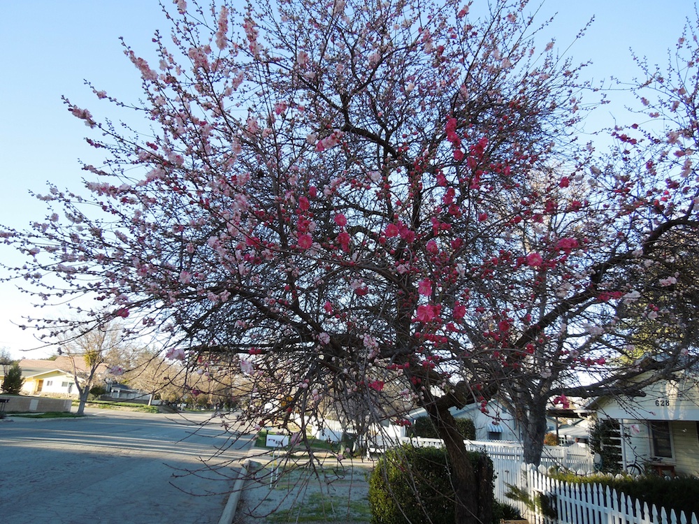 Looks Like Spring is Almost to the North County