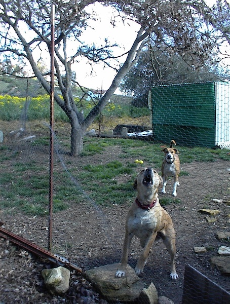 Do We Need More Regulation on “Aggressive” Dogs?