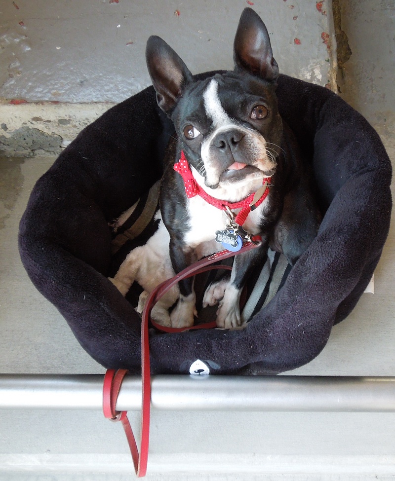 Smudge is the official mascot of Studios on the Park
